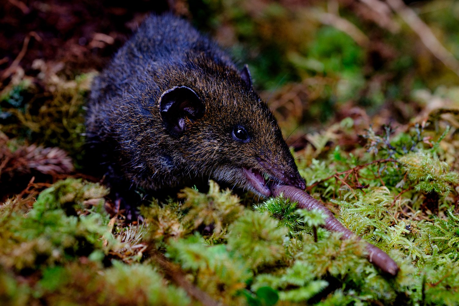 small mammal
