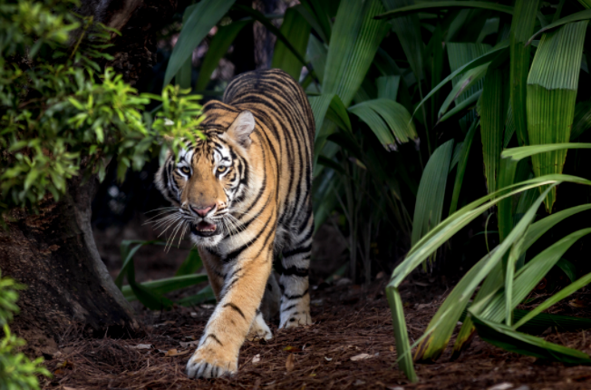 Mike the Tiger