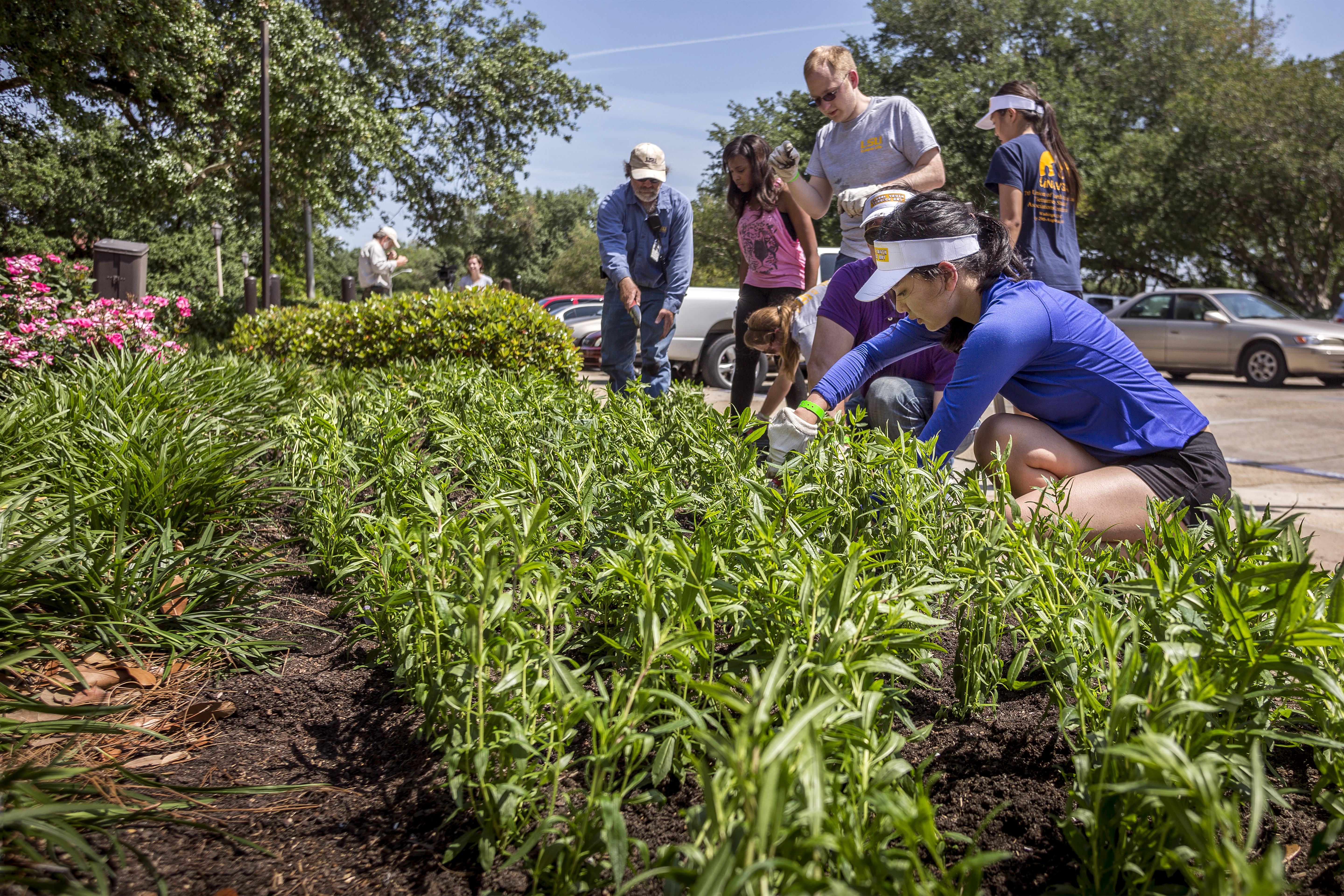 A group of people planting plants.