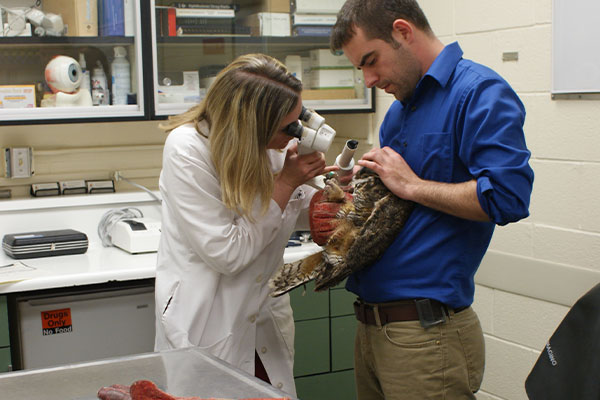 eye exam on a bird