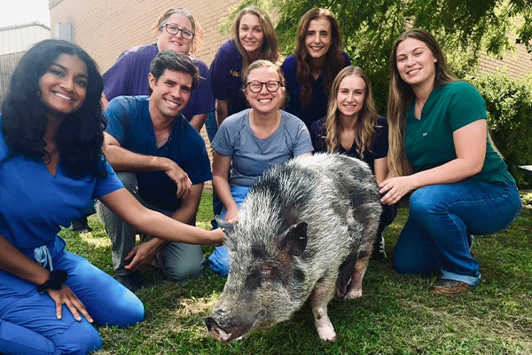 Food Animal team with Moo, a black and grey pig