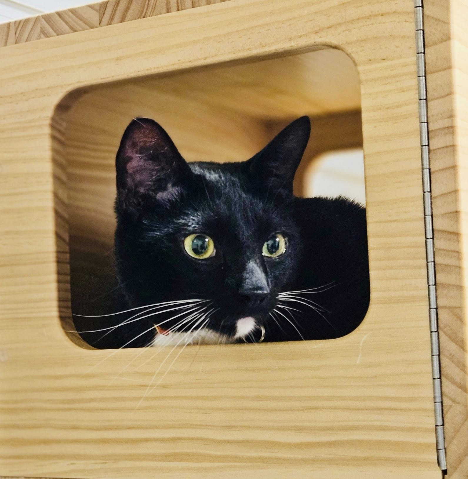 Jesse, a black cat