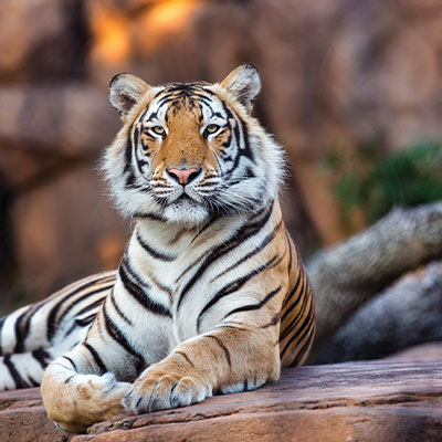 Mike VII sitting on a rock in his habitat